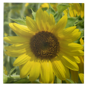 Big Sunflower Decorative Tile Fliese