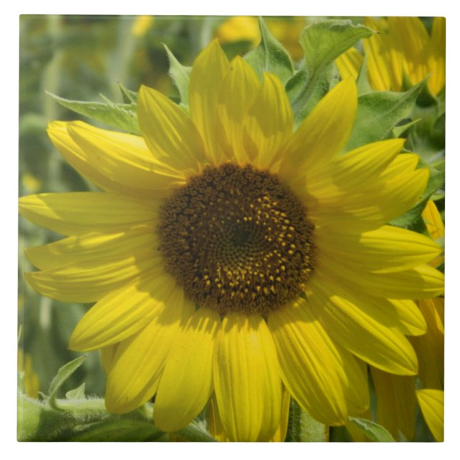 Big Sunflower Decorative Tile Fliese (Vorderseite)
