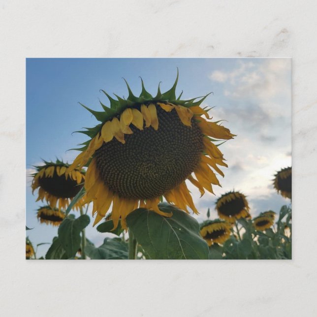 Big Sunflower Postcard Postkarte (Vorderseite)