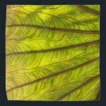 Big Taro Leaf Halstuch<br><div class="desc">schönes hintergrundbeleuchtetes Taranblatt</div>