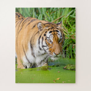 Big Tiger schwimmen mit grünen Blättern