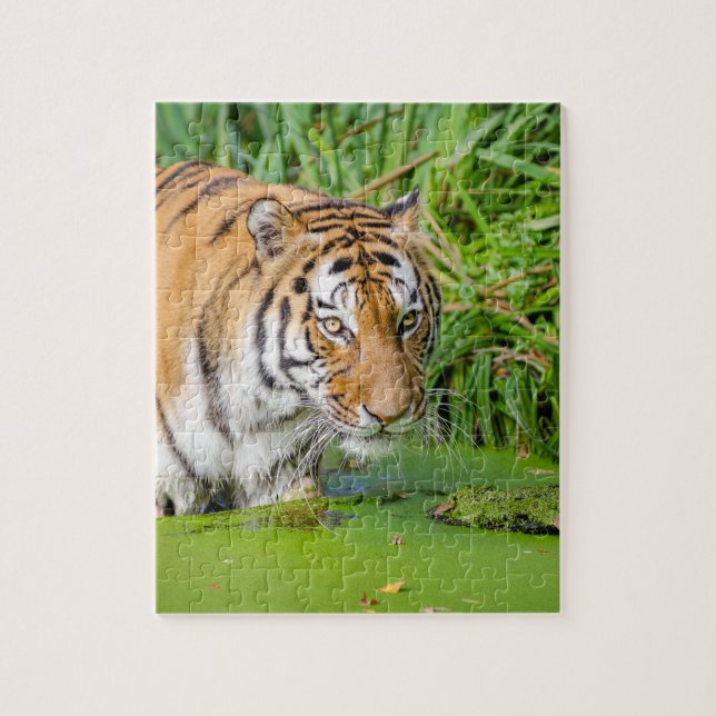 Big Tiger schwimmen mit grünen Blättern (Vertikal)