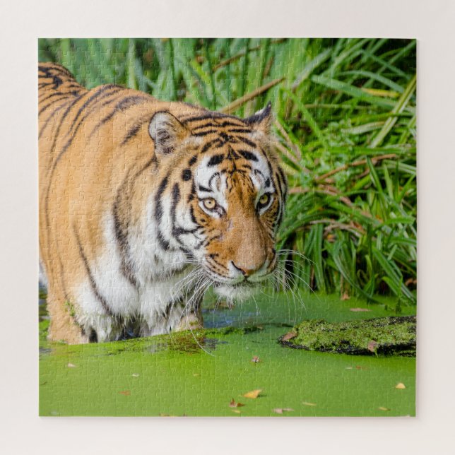 Big Tiger schwimmen mit grünen Blättern (Vertikal)
