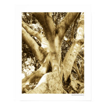 Big Tree Fotografy Sepia Schwarz und Weiß