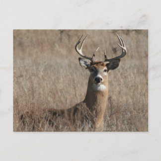 Big Trophy Buck Deer in Großgras Postkarte