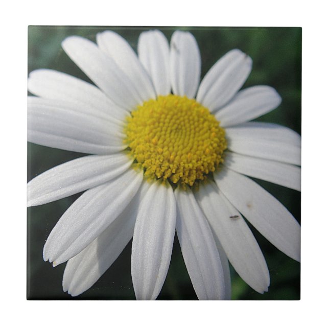 Big White Daisy   Fliese (Vorderseite)