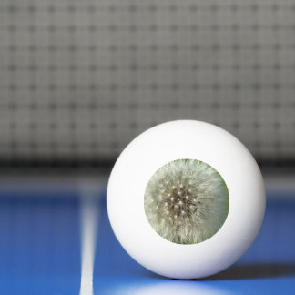 Big White Dandelion Tischtennisball