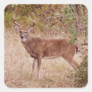 Big White Tails Deer Buck Antler Sticker