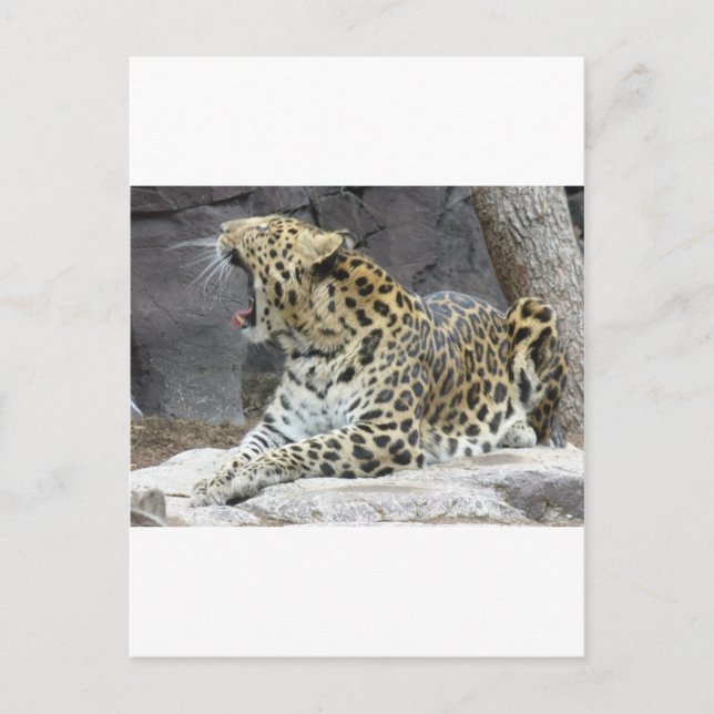 Big Yawn Postkarte (Vorderseite)