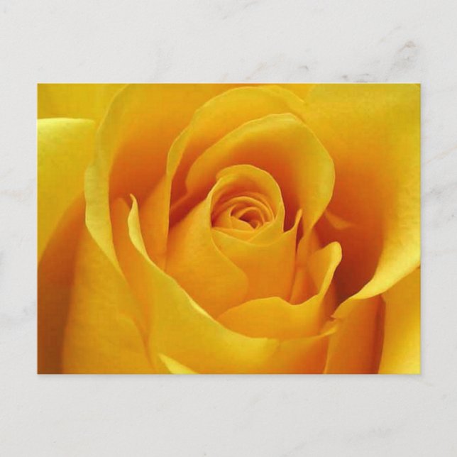Big Yellow Rose Postkarte (Vorderseite)