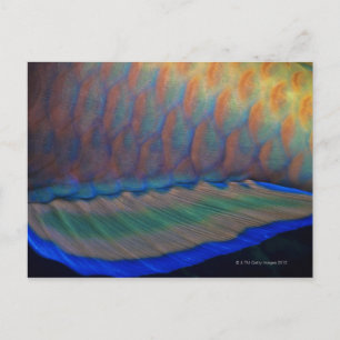 Bigeye Priacanthus hamrur, naher Fischfang Postkarte