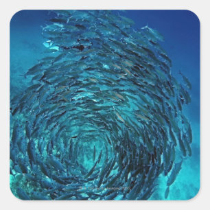 Bigeye trevally (Caranx sexfasciatus), Schwimmen Quadratischer Aufkleber