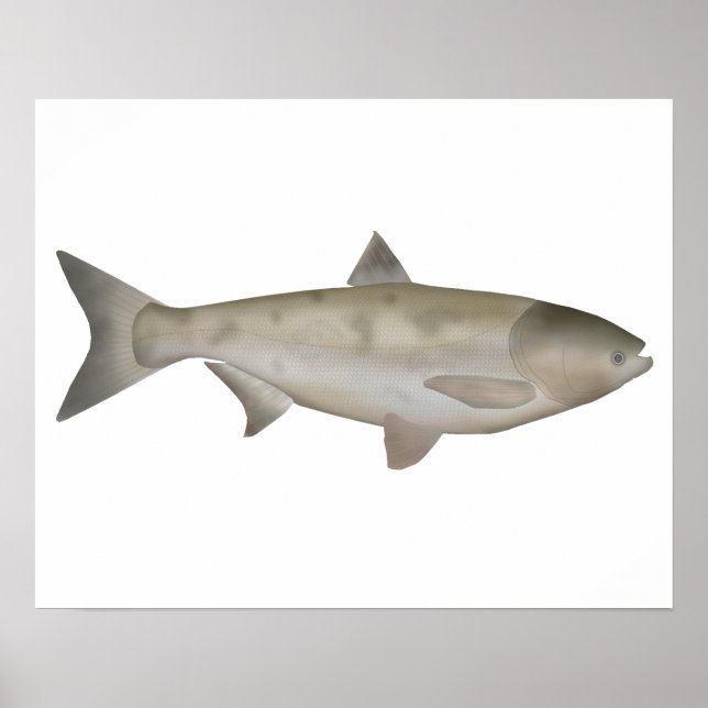 Bighead Carp Poster (Vorne)