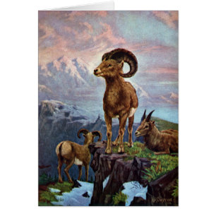 Bighorn-Schaf-Vintage Illustration