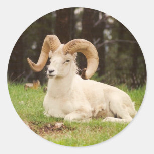 Bighorn-Schafe Runder Aufkleber