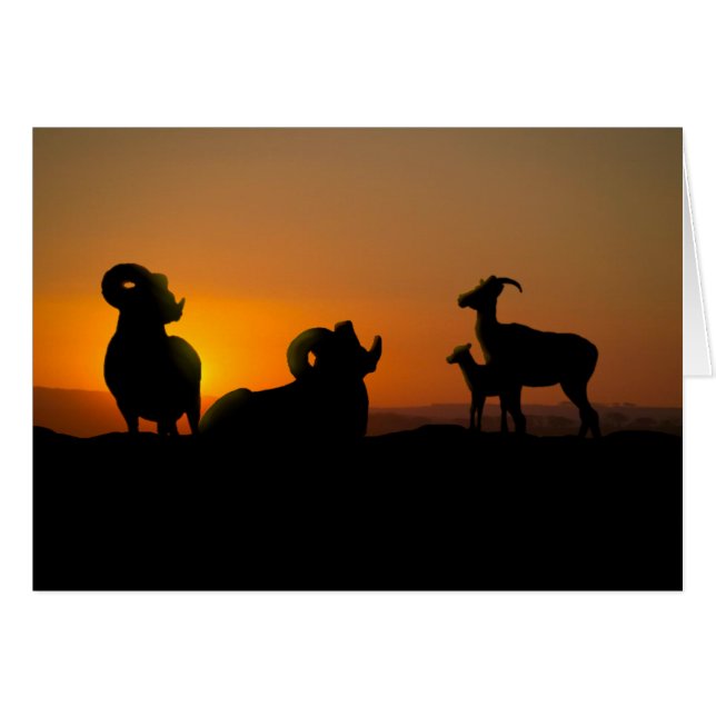 Bighorn Sheep (Vorderseite (Horizontal))