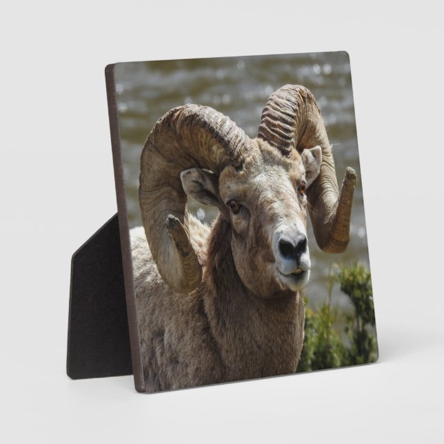 Bighorn Sheep Desktop Plaque Fotoplatte (Vorderseite)