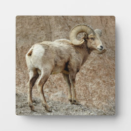 Bighorn Sheep Desktop Plaque Fotoplatte