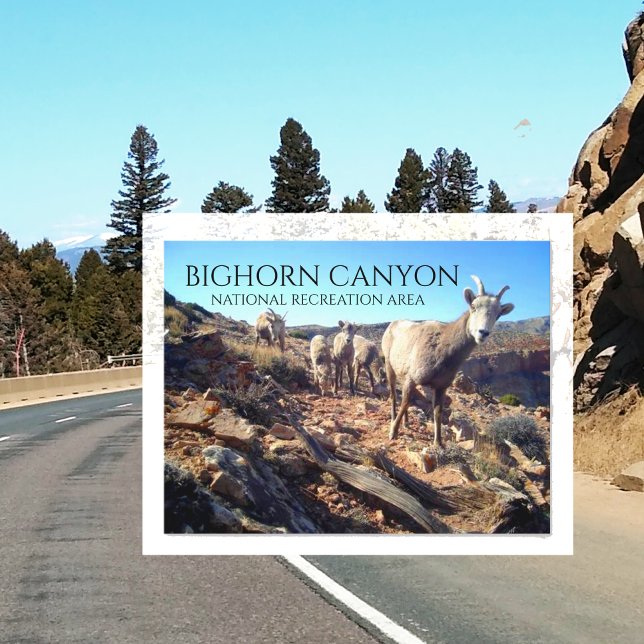 BIghorn Sheep Ewes and Young, BIghorn Canyon Postkarte (Von Creator hochgeladen)