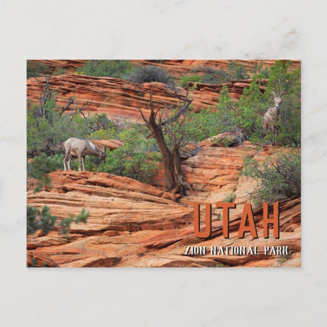 Bighorn Sheep im Zion Nationalpark Postkarte (Vorderseite)