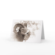 BigHorn Sheep