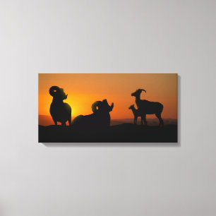 Bighorn Sheep Leinwanddruck