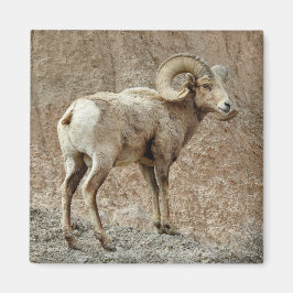 Bighorn Sheep Magnet