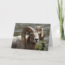 Bighorn Sheep Notecard Karte