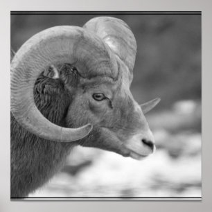 Bighorn Sheep Poster