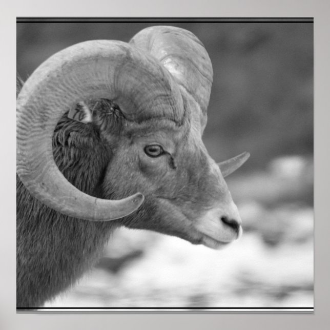 Bighorn Sheep Poster (Vorne)