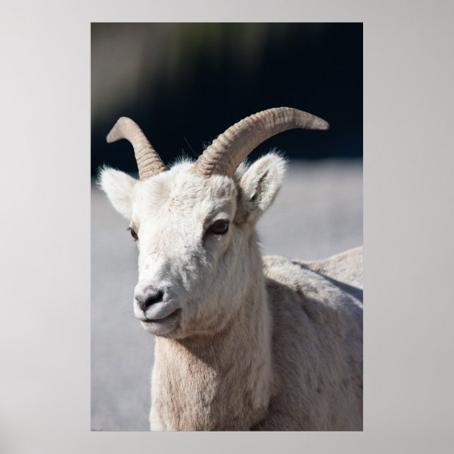 Bighorn Sheep Poster (Vorne)
