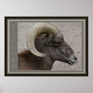 Bighorn Sheep Poster
