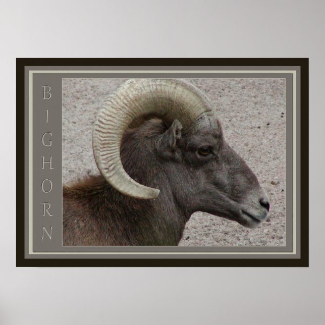 Bighorn Sheep Poster (Vorne)