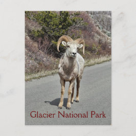 Bighorn Sheep Postkarte
