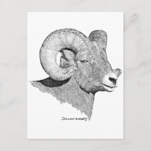 Bighorn Sheep Postkarte