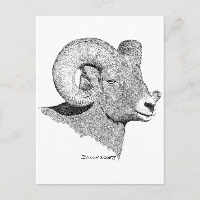 Bighorn Sheep Postkarte (Vorderseite)