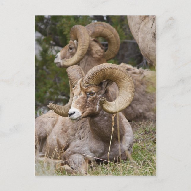 Bighorn Sheep Postkarte (Vorderseite)