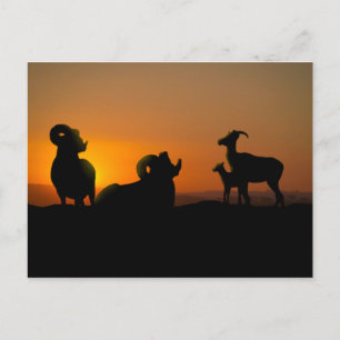 Bighorn Sheep Postkarte