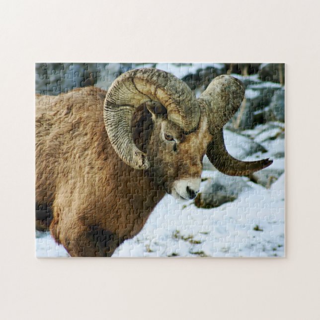 Bighorn Sheep Ram (Horizontal)