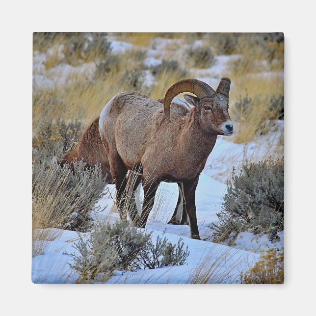 Bighorn Sheep Snow Foto Magnet (Vorne)