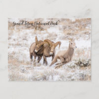 Bighorn Sheep von Grand Teton Nationalpark Postcar