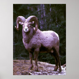 Bighorn-Widder Poster