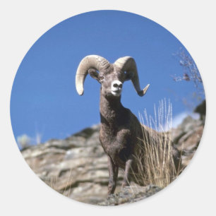 Bighornschafe (RAM-Alarm auf Gesicht der Runder Aufkleber