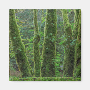 Bigleaf-Ahornbäume & Farne Washington State Magnet