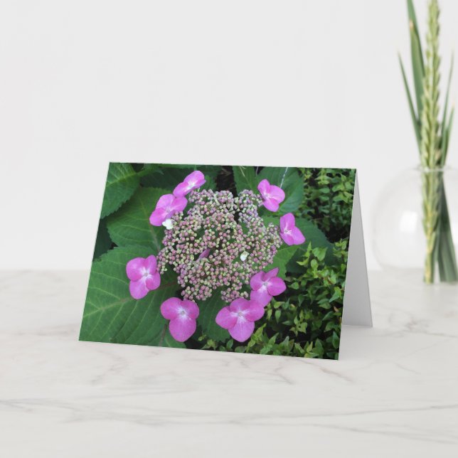 Bigleaf Hydrangea, Grußkarte Karte (Vorderseite)