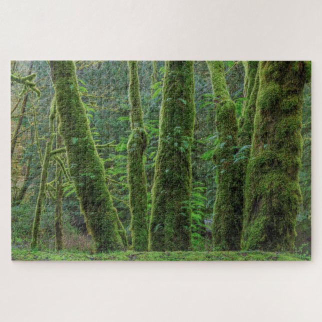 Bigleaf Maple Trees & Ferns | Washingtoner Staat (Horizontal)