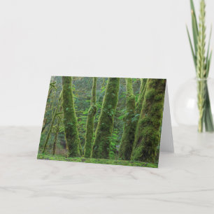 Bigleaf Maple Trees & Ferns   Washingtoner Staat Karte