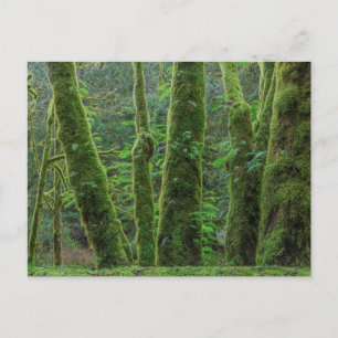 Bigleaf Maple Trees & Ferns Washingtoner Staat Postkarte