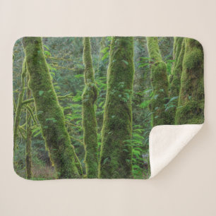 Bigleaf Maple Trees & Ferns   Washingtoner Staat Sherpadecke