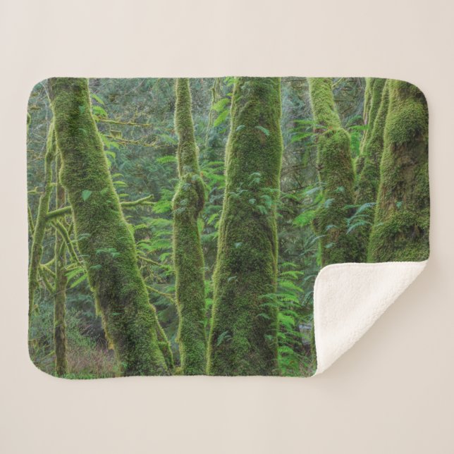 Bigleaf Maple Trees & Ferns | Washingtoner Staat Sherpadecke (Vorderseite (Horizontal))